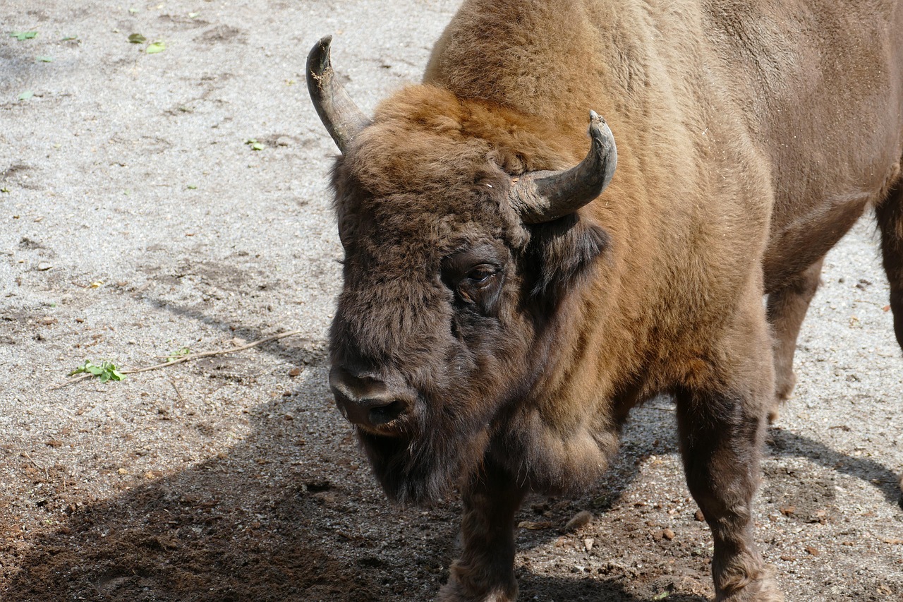 실손보험 보장한도 1억원 vs 5천만원, 어느 것이 현명한 선택일까?
